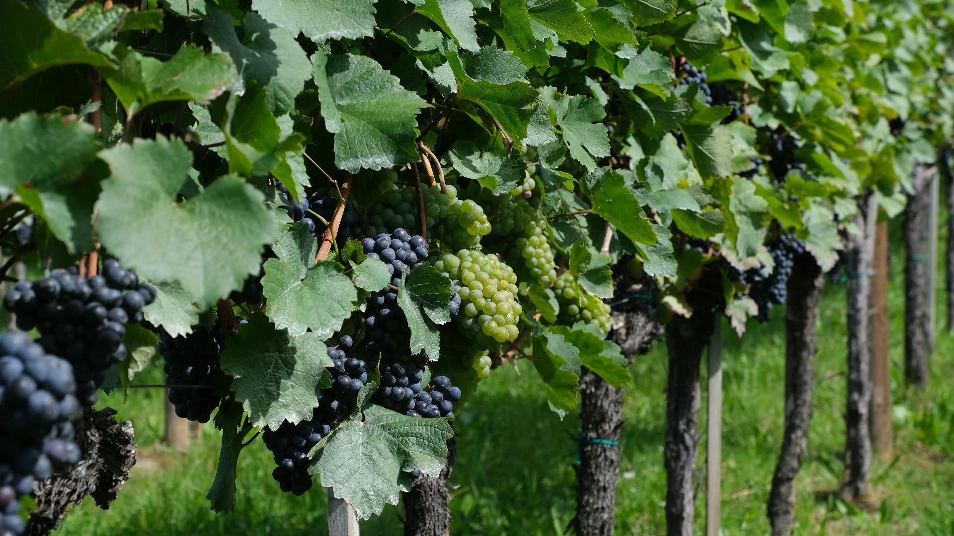 Insegna Azienda Agricola Oleum su muro in pietra